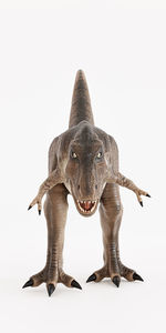animal