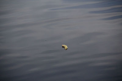 High angle view of a duck in lake