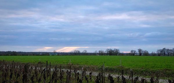 Scenic view of agricultural field against sky