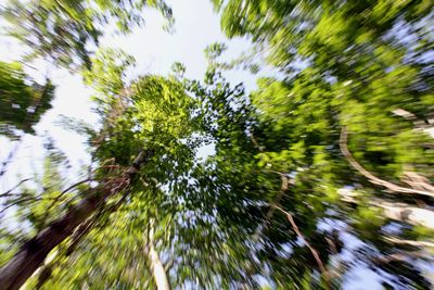 Close-up of plants against sky