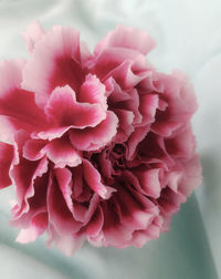 Close-up of pink roses