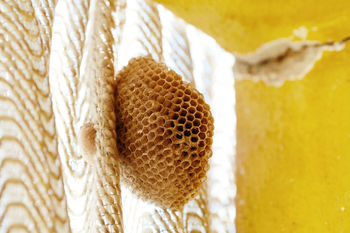 Close-up of wasp nest