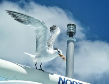 Low angle view of seagull carrying fish in mouth while perching on metal against sky