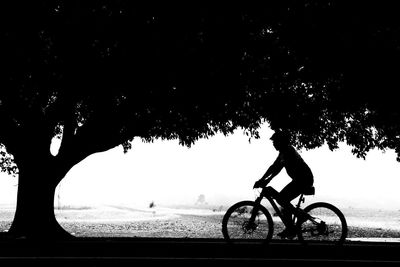 Silhouette man riding bicycle on tree against sky