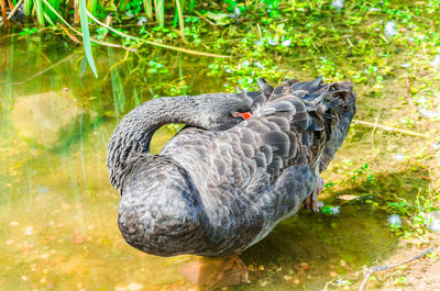 High angle view of black swan resting on lakeshore