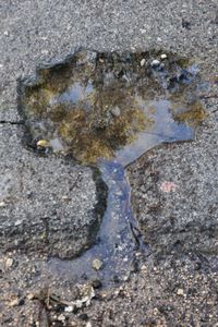 Close-up of puddle on rock