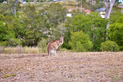 Side view of a horse on land