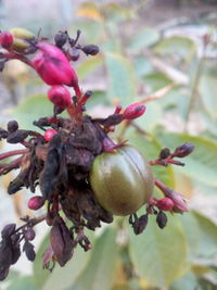 Close-up of berries growing on tree