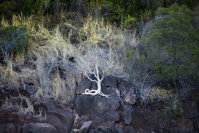 View of deer on rock