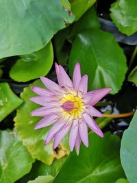 Close-up of pink water lily