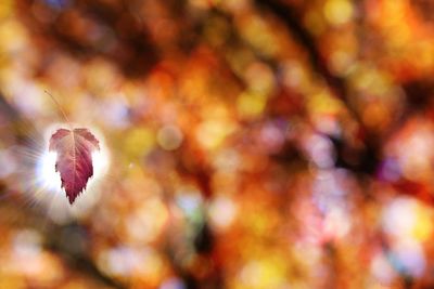 Close-up of plant against blurred background