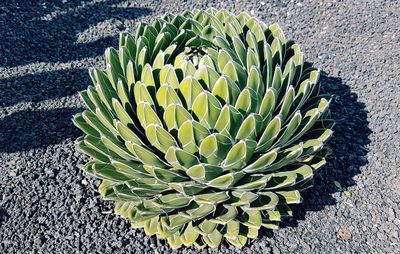 High angle view of cactus plant