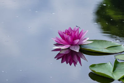 Close-up of pink water lily in lake