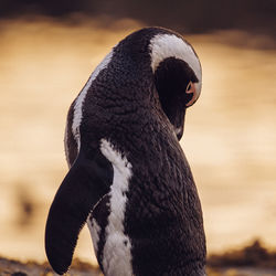 Close-up of penguin against blurred background