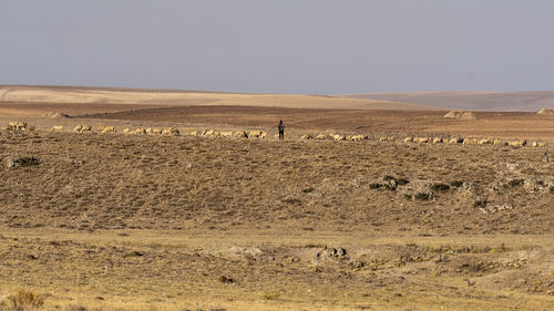 View of a desert