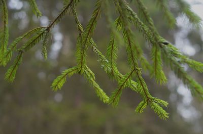 Close-up of pine tree branch