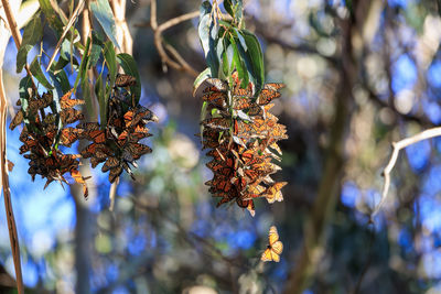 Butterfly in clusters