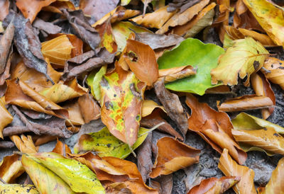 Full frame shot of dry leaves