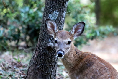 Deer in a forest