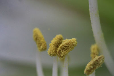 Close-up of flowers against blurred background