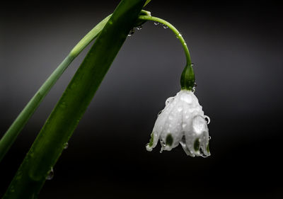 Close-up of water drops on plant