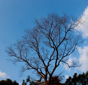 Low angle view of bare tree against blue sky