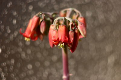 Close-up of red rose