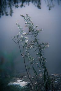 Close-up of flowering plant against lake