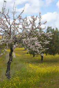 View of flowering plants on field