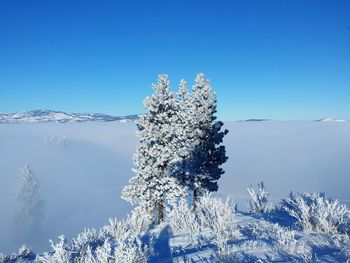 Snow on tree against clear blue sky