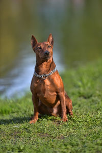 Portrait of dog on field