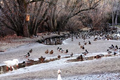 Ducks by pond at layton commons park