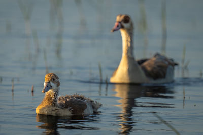 Duck swimming in lake