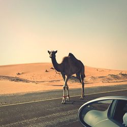 Horse standing on desert road against sky