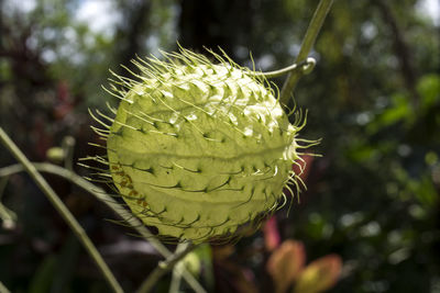 Close-up of plant