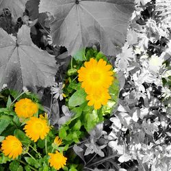 Close-up of yellow flowers