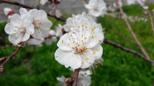 Close-up of white cherry blossom