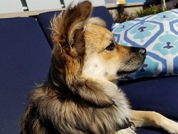 Close-up of a dog looking away