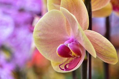 Close-up of pink orchid