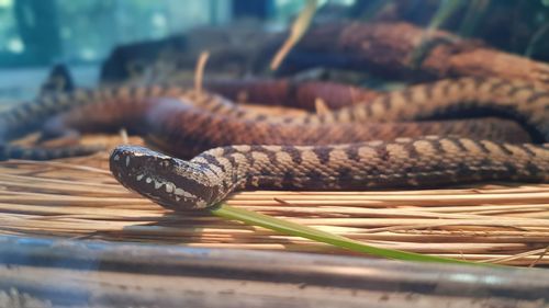 Close-up of lizard in basket