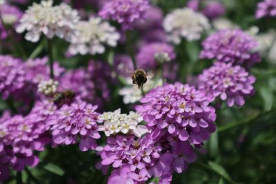 Close-up of bee pollinating on pink flower