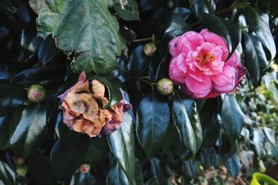 Close-up of pink flowers and buds