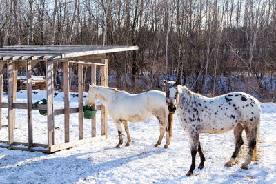 Beautiful appaloosa horse with white coat and brown spots standing staring next to other horse