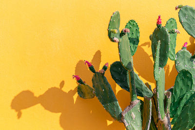 Close-up of plant against yellow wall