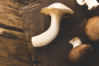 High angle view of mushrooms