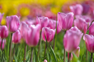 Colorful blooming tulips