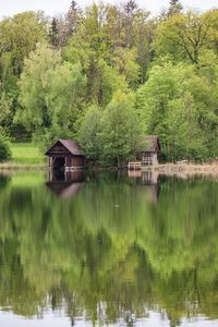 Scenic view of lake by trees in forest