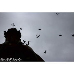 Low angle view of silhouette birds flying in sky