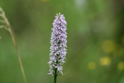 Close-up of purple flowering plant