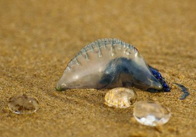 Close-up of jelly fish on beach